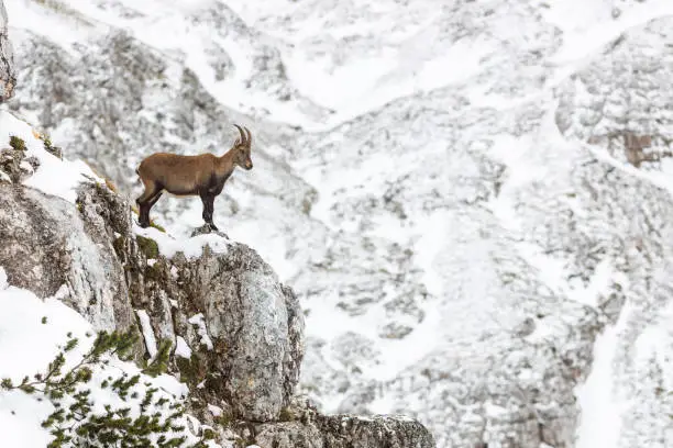 Danger of Fall For an Alpine Ibex on a Rocky Cliff Looking for The Best Way to Descent in Winter Environment of European Alps