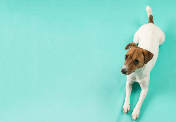istock A Jack Russell terrier dog lying on a turquoise background. A place for the text. 1861439157