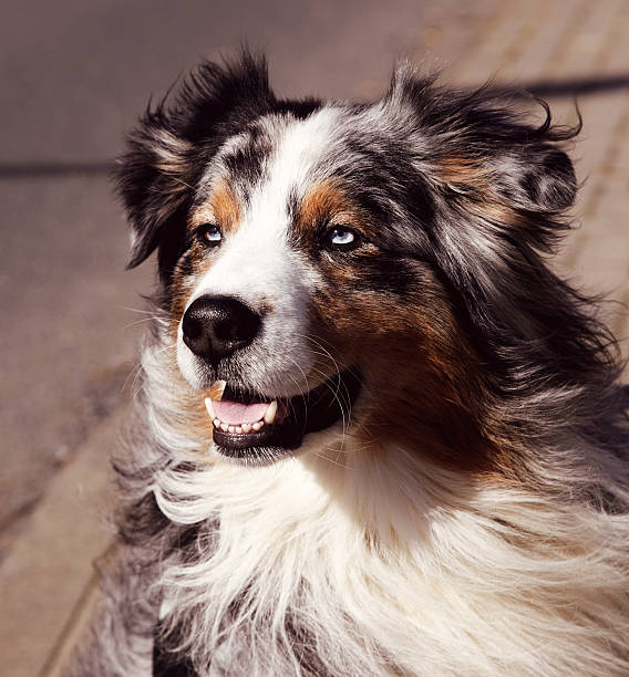 istock Beautiful dog with long hair 186144124