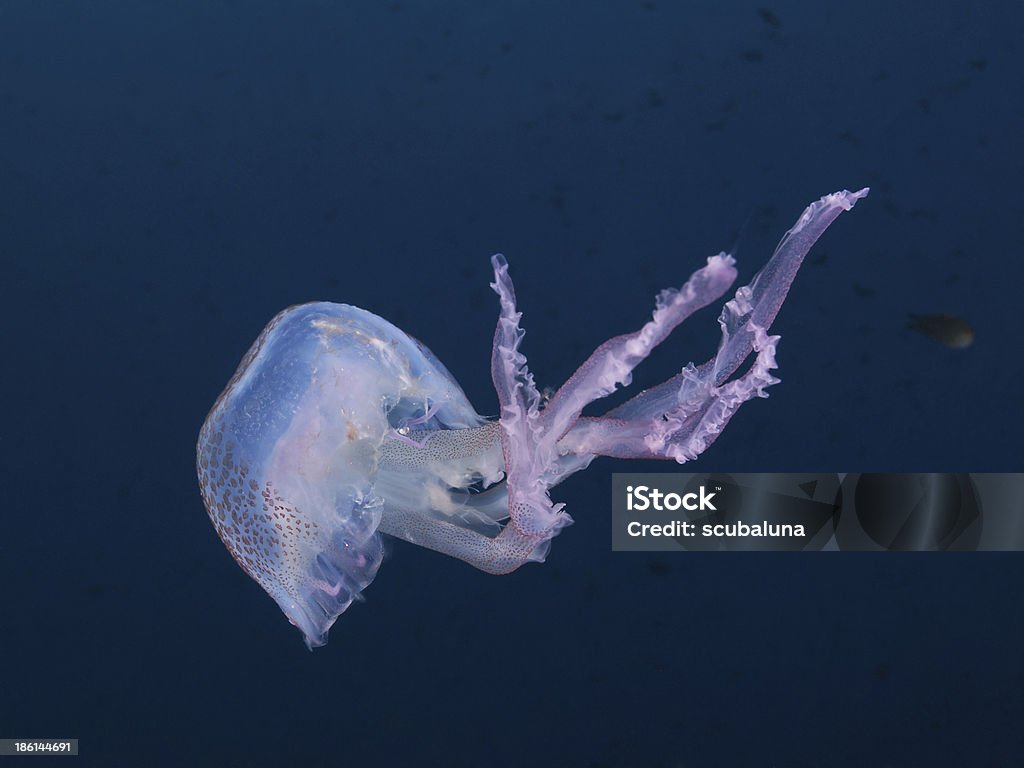 Medusa Luminescent, Leuchtqualle (Pelagia noctiluca) - Foto stock royalty-free di Ambientazione esterna