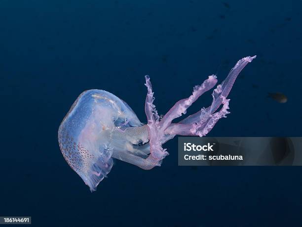 Medusa Luminescent Leuchtqualle - Fotografie stock e altre immagini di Ambientazione esterna