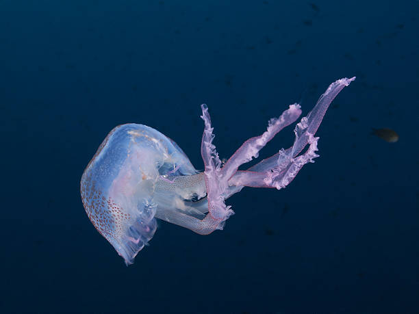 istock Luminescent jellyfish, Leuchtqualle (Pelagia noctiluca) 186144691