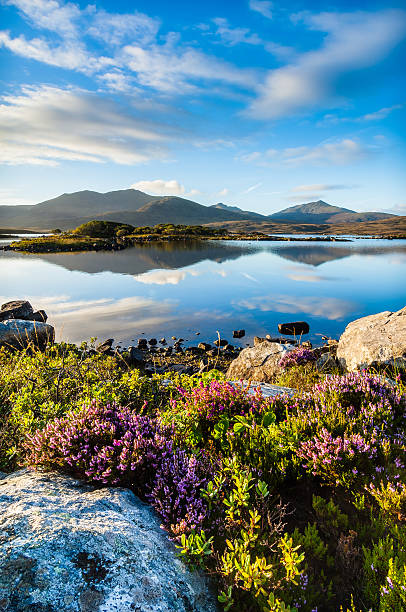 Mountains heather blaeberry Loch Druidibeag South Uist Outer Heb A picture postcard view of dawn at Loch Druidibeag South Uist Outer Hebrides Scotland with mountains, heather, blaeberry and a smooth loch reflecting the clouds scottish highlands stock pictures, royalty-free photos & images