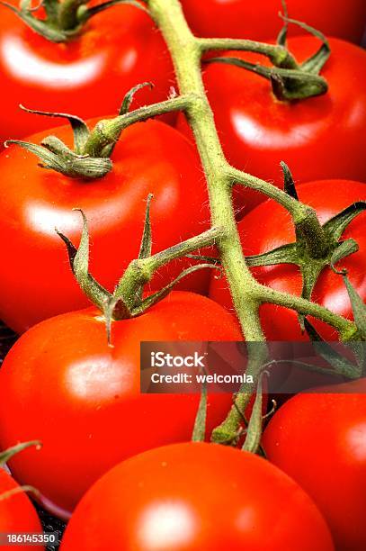 Tomates Cherry Foto de stock y más banco de imágenes de Agricultor - Agricultor, Alimento, Animal