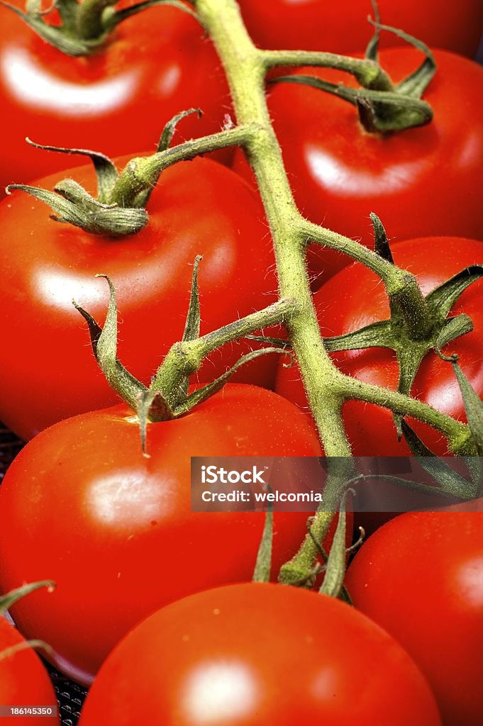 Tomates cereja - Foto de stock de Agricultor royalty-free