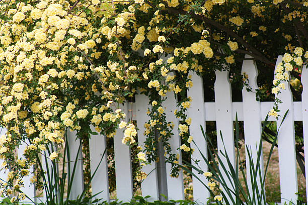 white picket fence draped with yellow roses