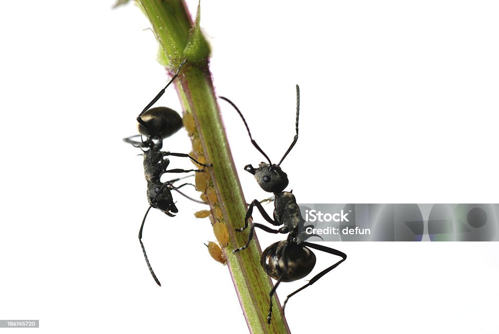 Insekt ant und Blattlaus Isoliert - Lizenzfrei Ameise Stock-Foto