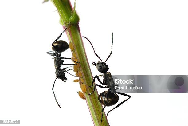 Insekt Ant Und Blattlaus Isoliert Stockfoto und mehr Bilder von Ameise - Ameise, Blattlaus, Essen - Mund benutzen