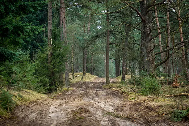 A long bumpy path going through the woods