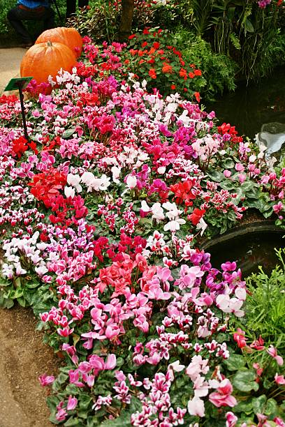 istock flowers path in a beautiful country home 186148120