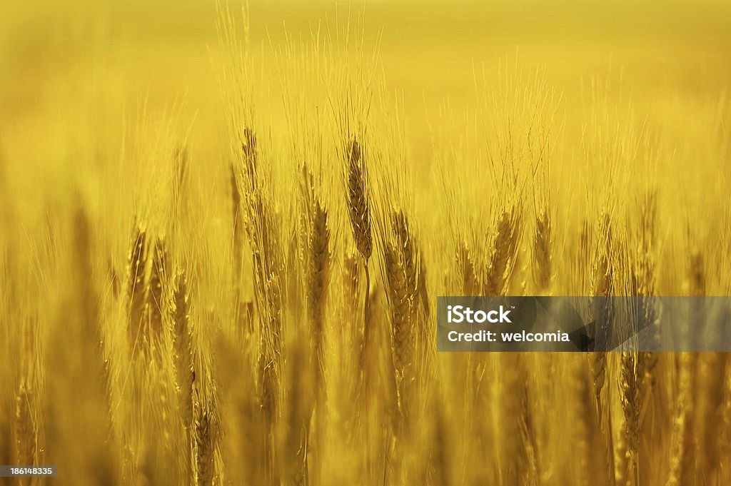 Golden Rye Field - Photo de Agriculture libre de droits