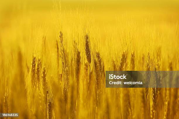Photo libre de droit de Golden Rye Field banque d'images et plus d'images libres de droit de Agriculture - Agriculture, Aliment, Croissance