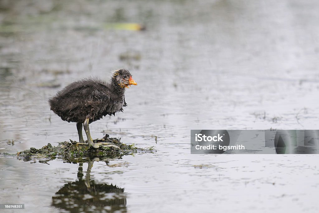 American gallareta americana (Fulica americana) - Foto de stock de A ver pájaros libre de derechos