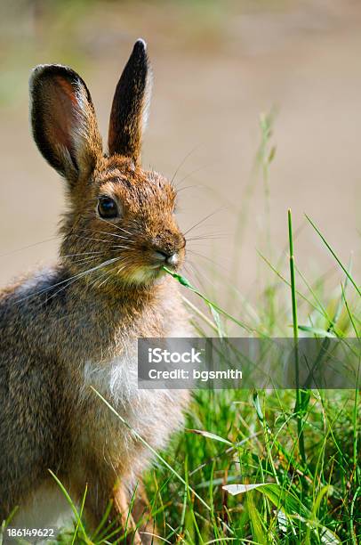 Lebre Americana - Fotografias de stock e mais imagens de Animal