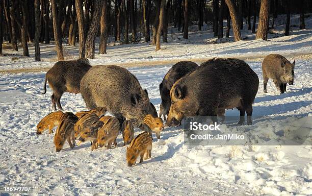Wild Boar Stock Photo - Download Image Now - Animal Wildlife, Animals In The Wild, Forest