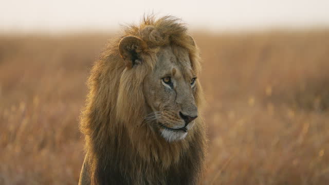 Male Lion sits in the golden light of grasslands of Masai Mara