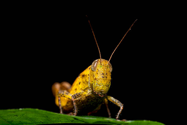istock Grasshopper in the wild. 186150243