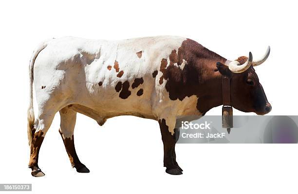 大きなブル孤立した白い背景の上 - 家畜牛のストックフォトや画像を多数ご用意 - 家畜牛, カットアウト, 動物の雄