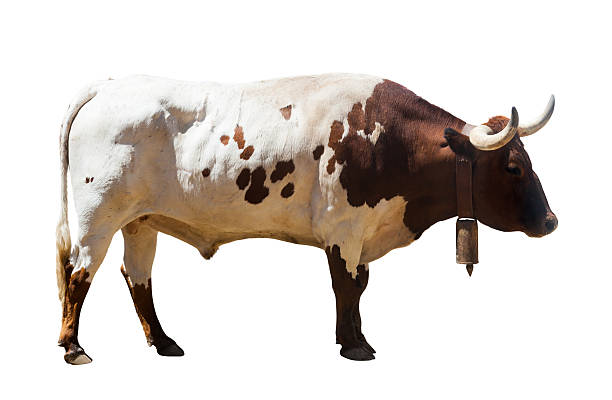large bull, isolated over white background