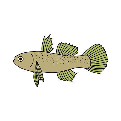 Cartoon Vector illustration freshwater goby fish icon Isolated on White Background