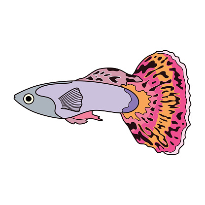 Cartoon Vector illustration guppy fish icon Isolated on White Background