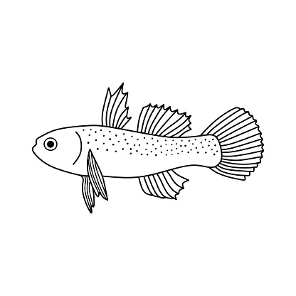 Hand drawn Cartoon Vector illustration freshwater goby fish icon Isolated on White Background