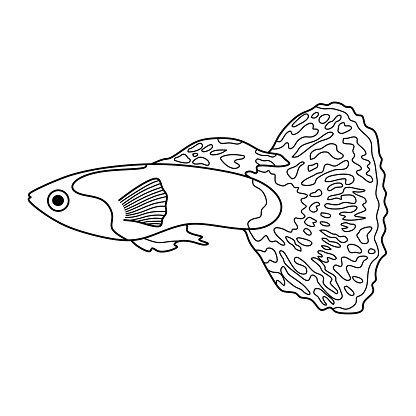 Hand drawn Cartoon Vector illustration guppy fish icon Isolated on White Background