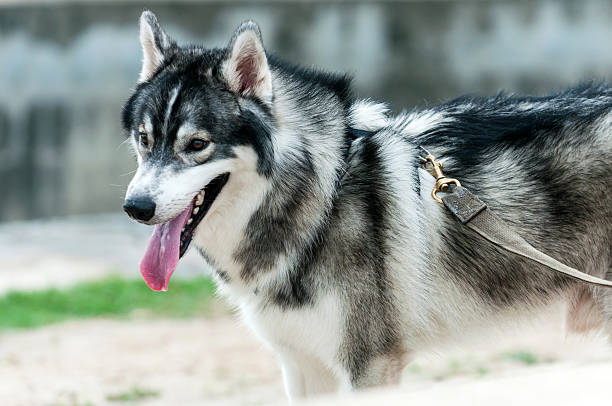 istock Siberian husky dog portrait 186153024