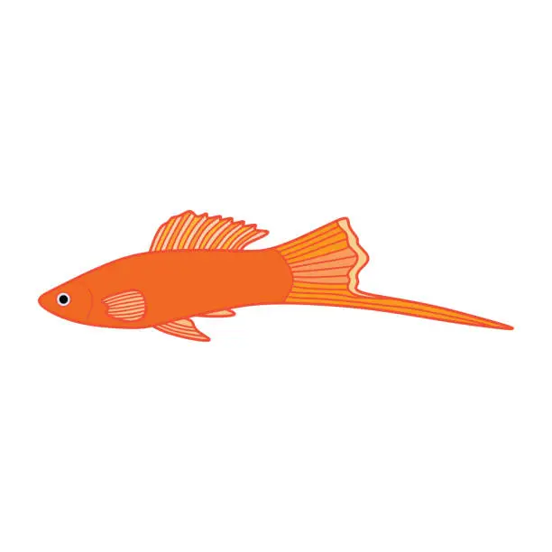 Vector illustration of Cartoon Vector illustration swordtail fish icon Isolated on White Background