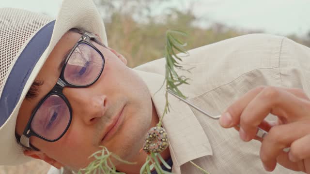 A young adult male scientist in a hat and glasses studies a caterpillar on a wild plant in natural growing conditions. Convolvulus hawkmoth.