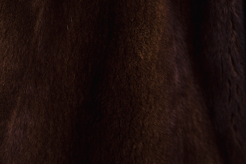Brown bear (Ursus arctos) fur texture. Wild life animal
