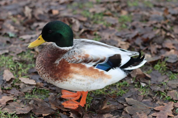 primer plano de un pato real macho de pie sobre la hierba cubierta de hojas - animals in the wild blue beak mottled fotografías e imágenes de stock