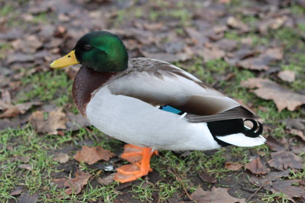 primer plano de un pato real macho de pie sobre la hierba cubierta de hojas - animals in the wild blue beak mottled fotografías e imágenes de stock