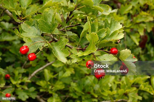 Hawthorn Tree Or Bush Crataegus Monogyna Stock Photo - Download Image Now - Berry Fruit, Bush, Hawthorn