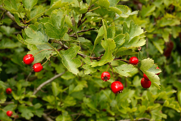 боярышник дерево или куст, crataegus monogyna - crataegus monogyna стоковые фото и изображения