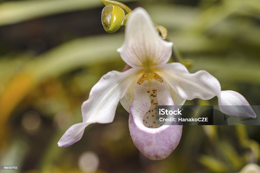 Dettaglio orchidea - Foto stock royalty-free di Abbondanza