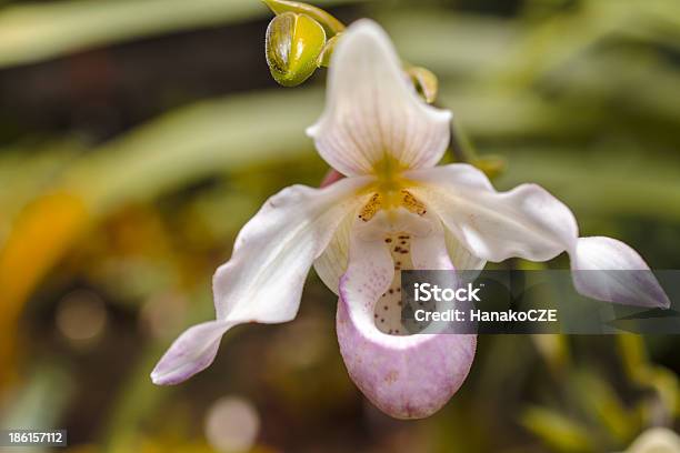 Detalhe Da Orquídea - Fotografias de stock e mais imagens de Abundância - Abundância, Adulação, Amarelo