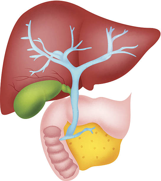 Human liver anatomy vector art illustration