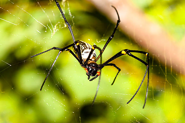istock ant spider is staying on the green 186157508