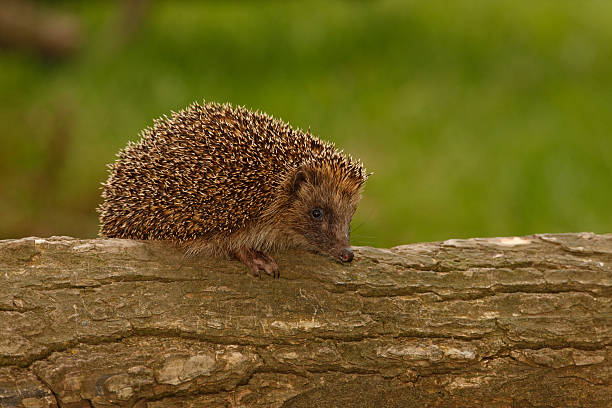 istock Hedgehog, Erinaceus europaeus 186158027