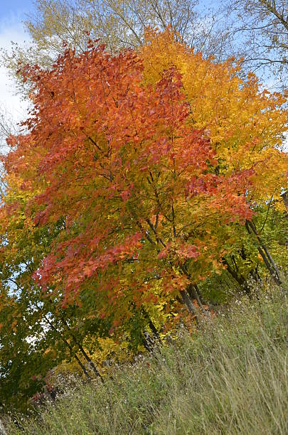 Rojo y amarillo árboles - foto de stock