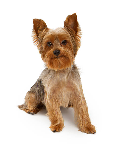 istock Yorkshire Terrier Dog on White 186160296