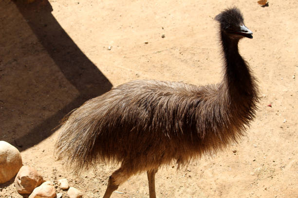 istock Emus (Dromaius novaehollandiae) in a zoo enjoying sunshine : (pix Sanjiv Shukla) 1861604375