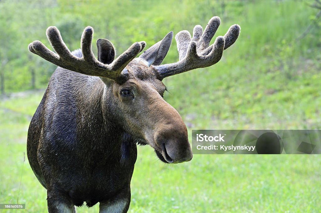 Elk Moose in their natural habitatMoose in their natural habitat Animal Stock Photo