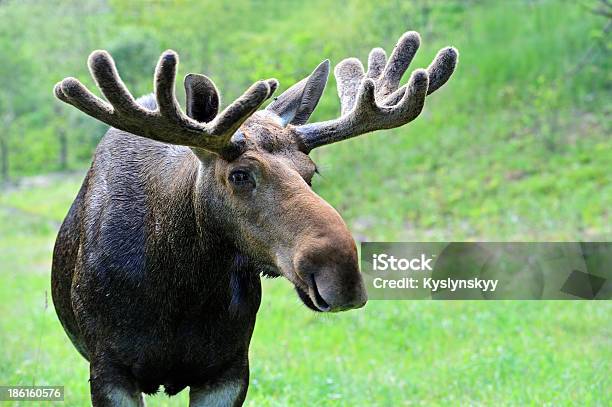 Elk Stock Photo - Download Image Now - Animal, Animal Themes, Forest