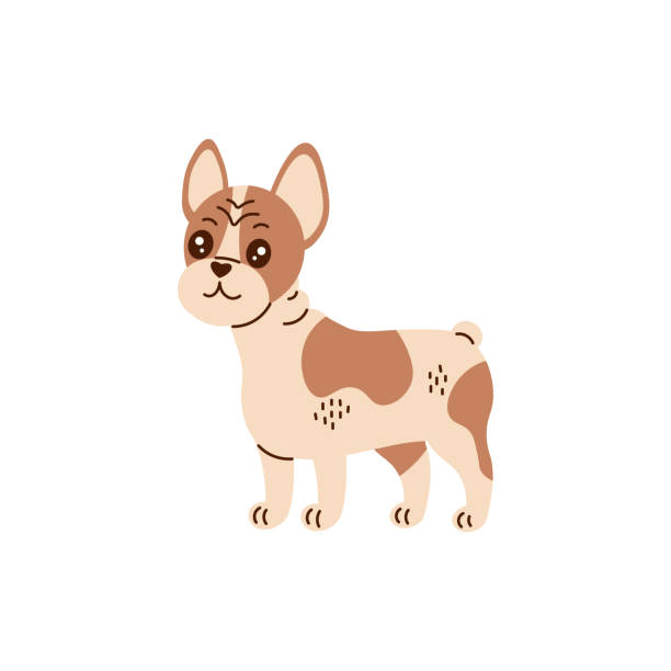 illustrazioni stock, clip art, cartoni animati e icone di tendenza di illustrazione vettoriale del bulldog francese in stile cartone animato - dog spotted purebred dog kennel