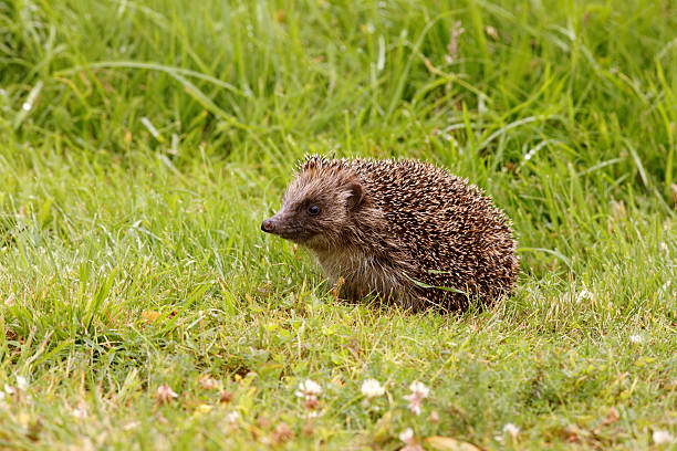 Hedgehog, Erinaceus europaeus HEDGEHOG, Erinaceus europaeus,  UK animal spine stock pictures, royalty-free photos & images