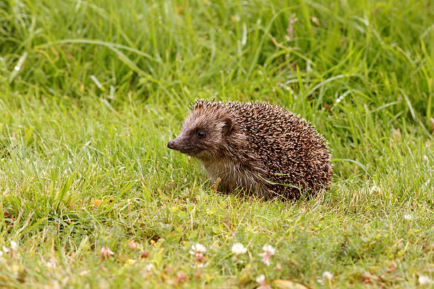 ouriço-cacheiro, erinaceus europaeus - espinha dorsal de animal - fotografias e filmes do acervo