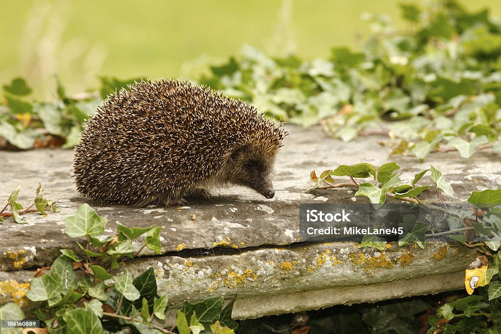 Jeż, Erinaceus europaeus - Zbiór zdjęć royalty-free (Dzikie zwierzęta)