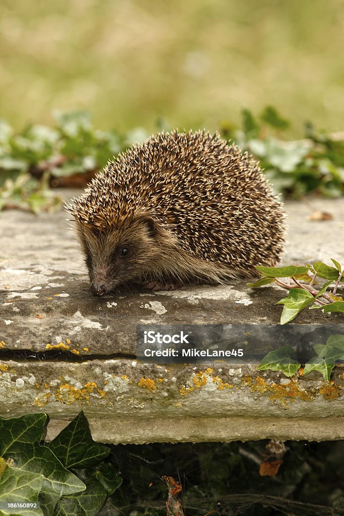 Hedgehog, Erinaceus europaeus Hedgehog, Erinaceus europaeus, single mammal on tombstone in churchyard, Midlands, July 2008 Hedgehog Stock Photo